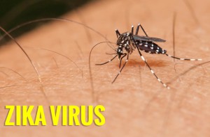 Mosquito sucking blood on a human hand